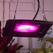 Прожектор светодиодный для растений FITO-50W-LED BLUERED 50Вт IP65 220-240В -30град. до + 45град. 30000ч для цветения и плодоношения красно-синего спектра ЭРА Б0039033